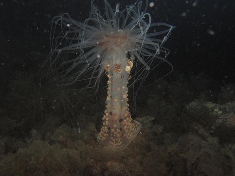 Foto Diving Center Punta Mesco - immagine 7