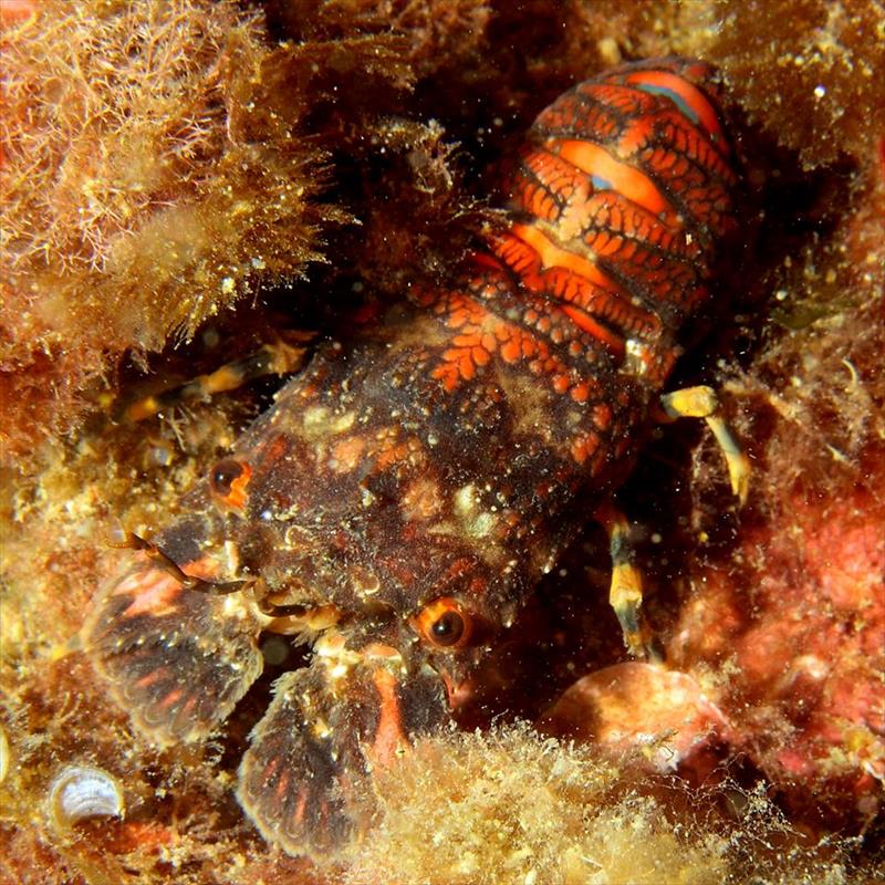 Foto Diving Center Punta Mesco - immagine 9