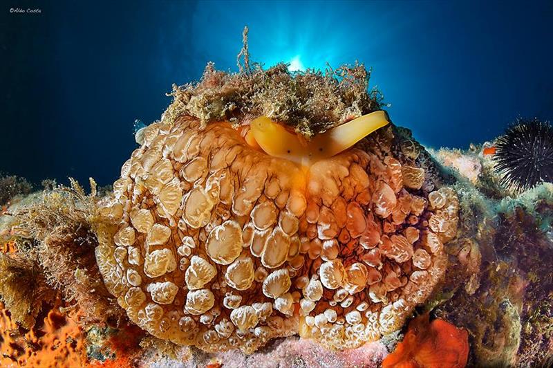 Foto Diving Center Punta Mesco - immagine 12