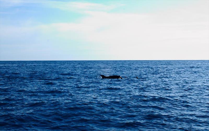 Foto Diving Center Punta Mesco - immagine 14