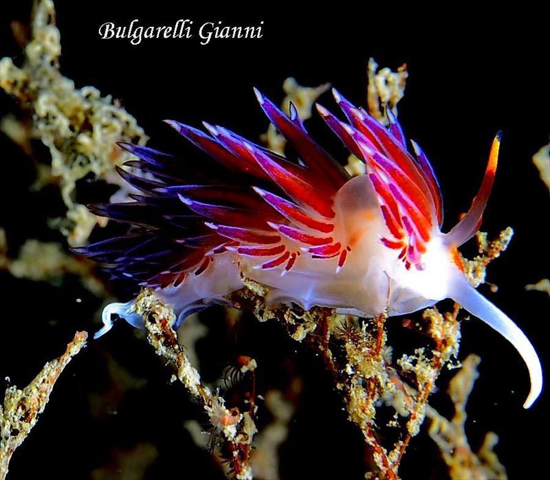 Foto Diving Center Punta Mesco - immagine 15