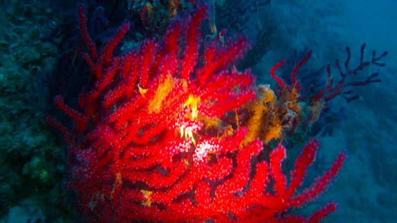 Foto Diving Center Punta Mesco - immagine 16