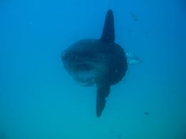 Foto Diving Center Punta Mesco - immagine 17