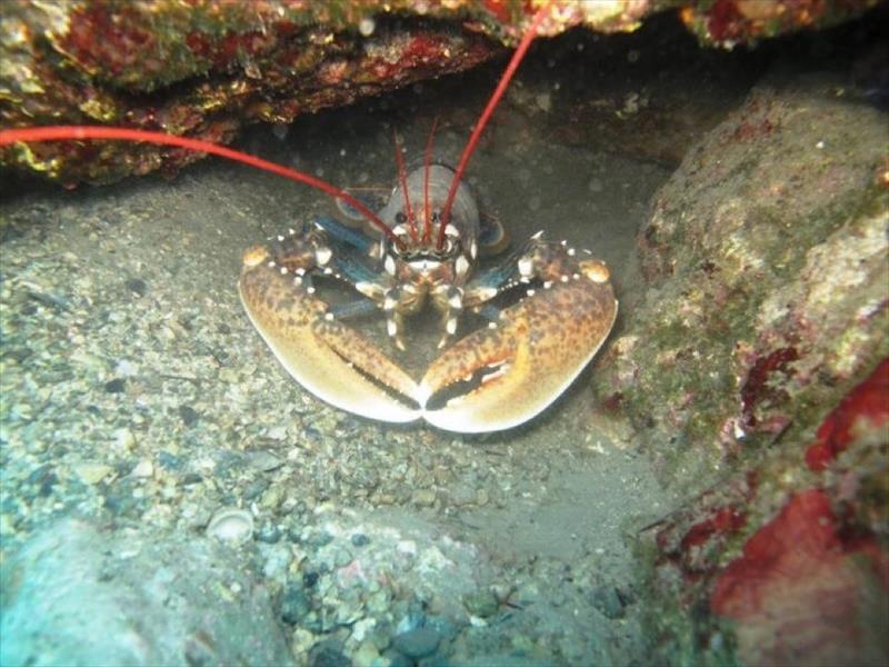 Foto Diving Center Punta Mesco - immagine 18