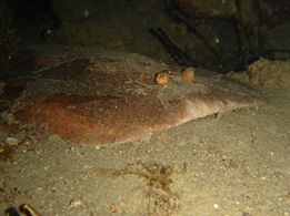 Foto Diving Center Punta Mesco - immagine 19