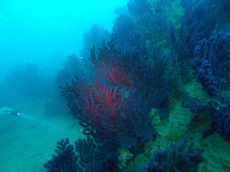 Foto Scarlino Diving Center - immagine 5