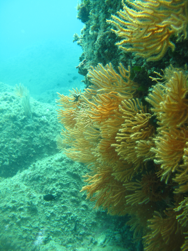 Foto Scarlino Diving Center - immagine 6