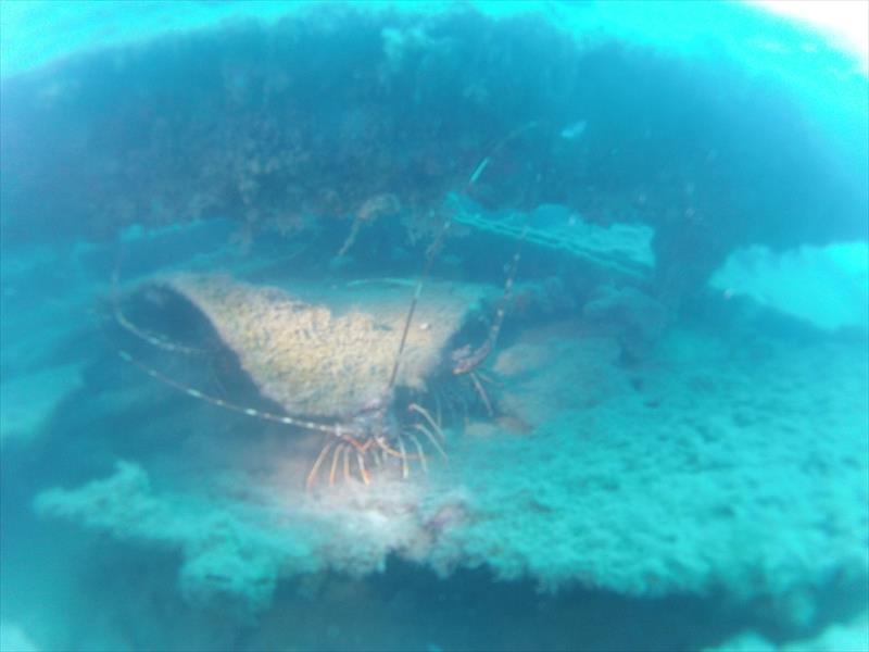 Foto Scarlino Diving Center - immagine 11