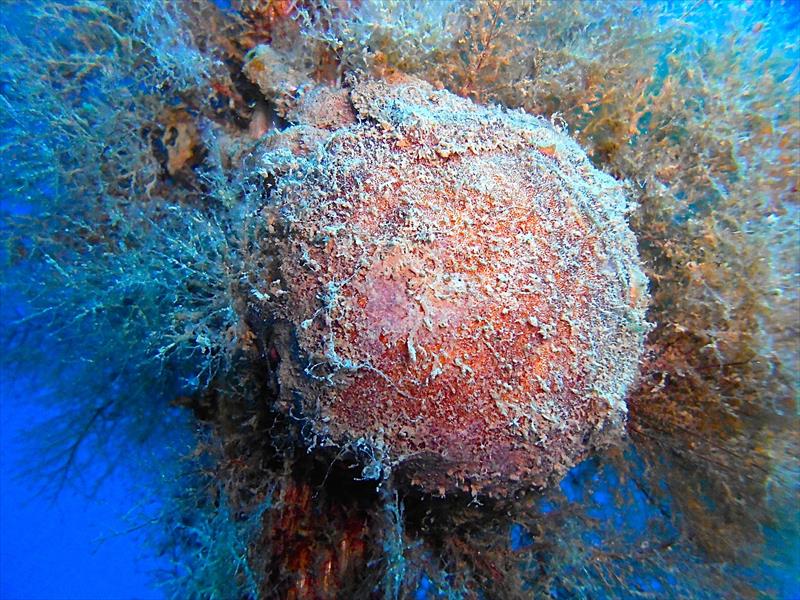 Foto Scarlino Diving Center - immagine 15