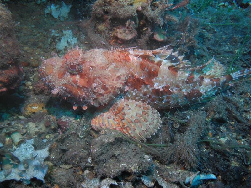Foto Scarlino Diving Center - immagine 17