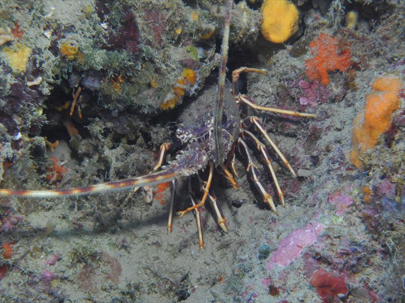 Foto Scarlino Diving Center - immagine 18