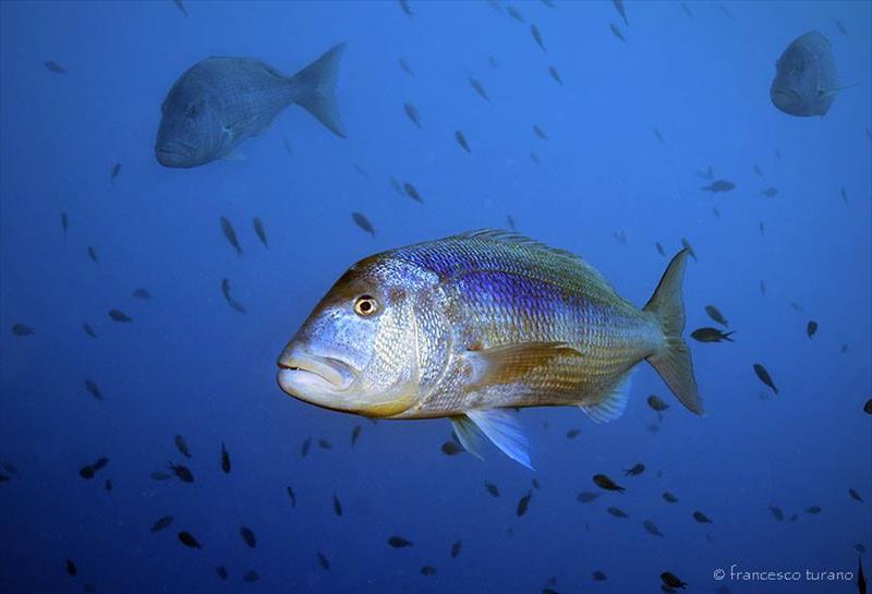 Foto Diving Evolution - immagine 10
