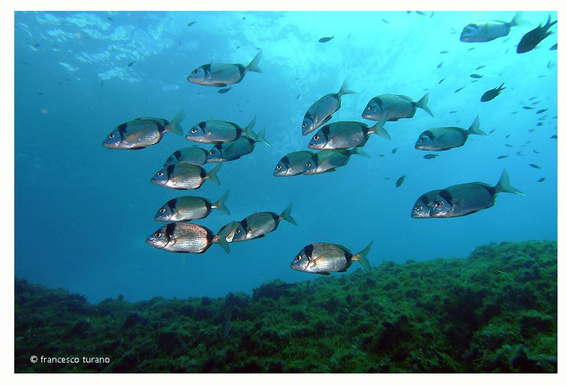 Foto Diving Evolution - immagine 11