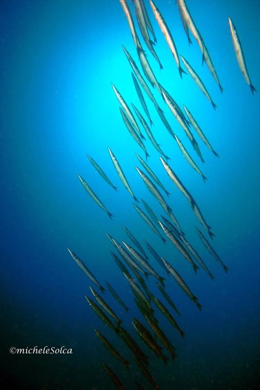 Foto Diving Evolution - immagine 12