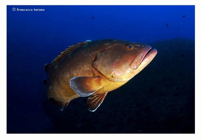 Foto Diving Evolution - immagine 1
