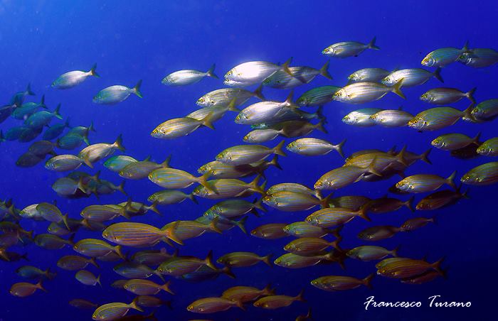 Foto Diving Evolution - immagine 3