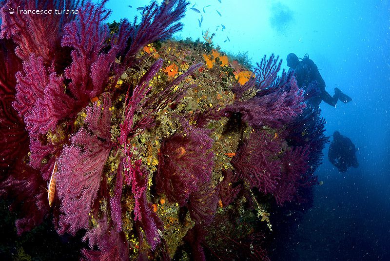 Foto Diving Evolution - immagine 6