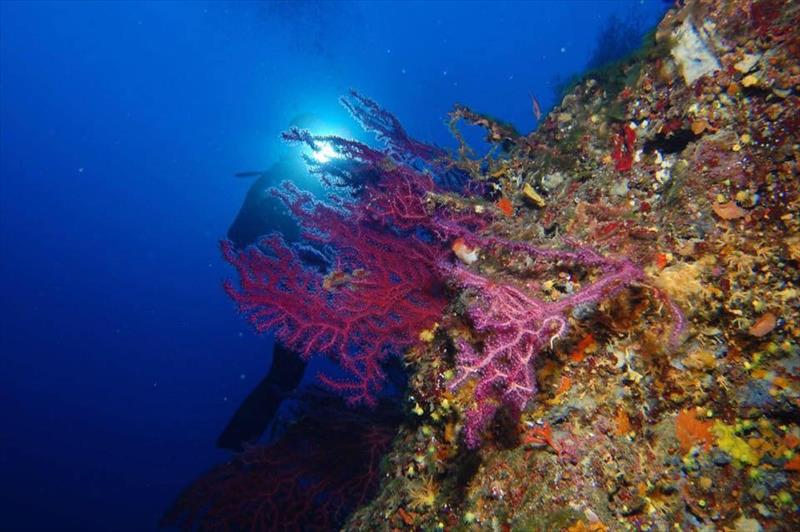 Foto Unica Diving Elba - immagine 2