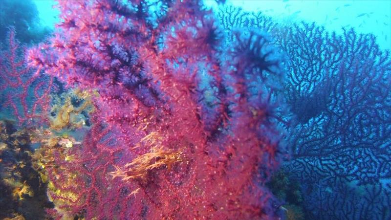 Foto Unica Diving Elba - immagine 3