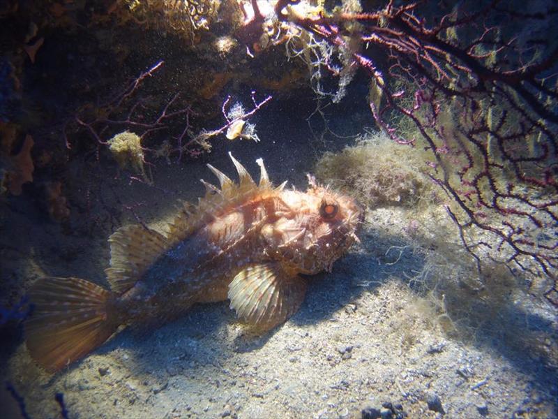 Foto Unica Diving Elba - immagine 4