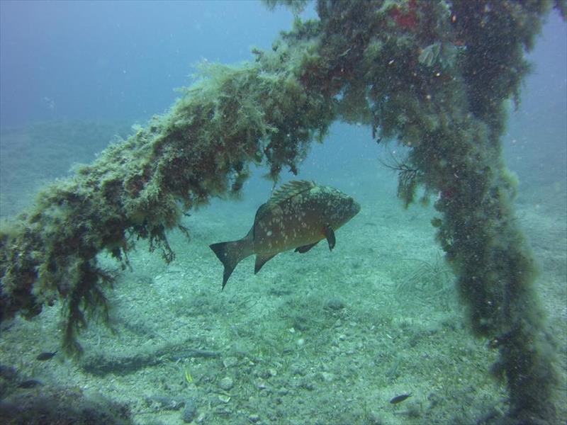 Foto Unica Diving Elba - immagine 5