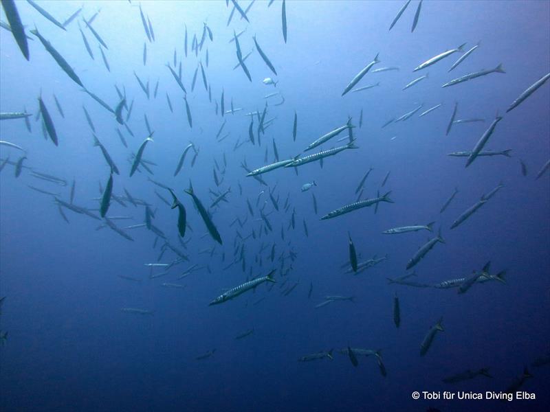 Foto Unica Diving Elba - immagine 7