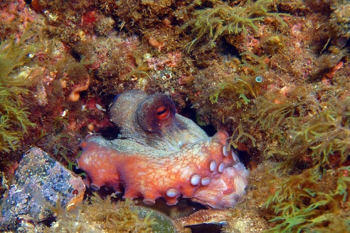 Foto Unica Diving Elba - immagine 11