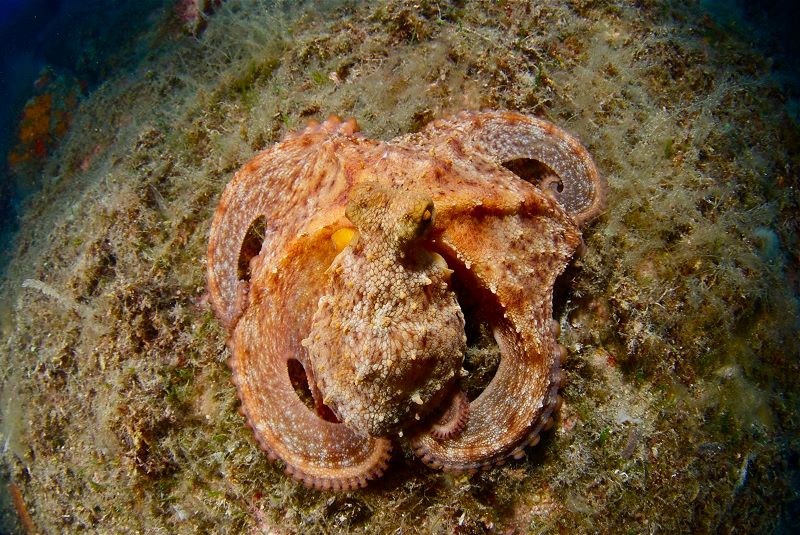 Foto Diving Isola del Giglio  - immagine 2