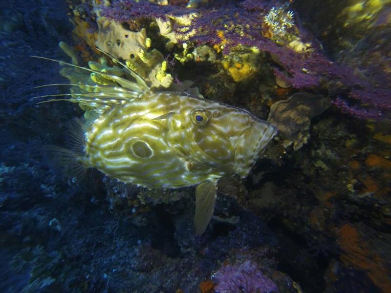 Foto Diving Isola del Giglio  - immagine 6