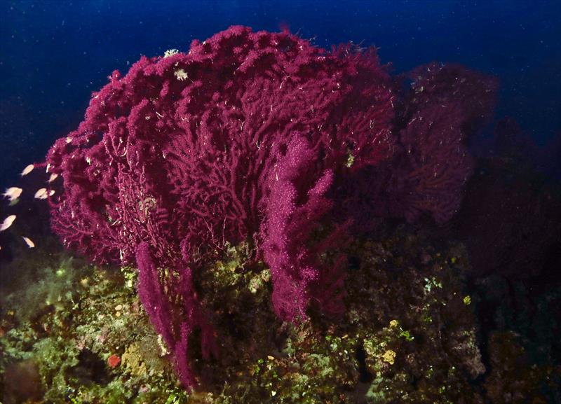 Foto Diving in Elba Procchio - immagine 5