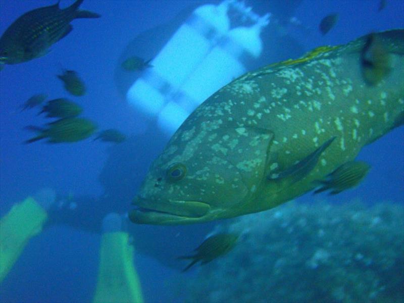 Foto Diving Saralu - immagine 4
