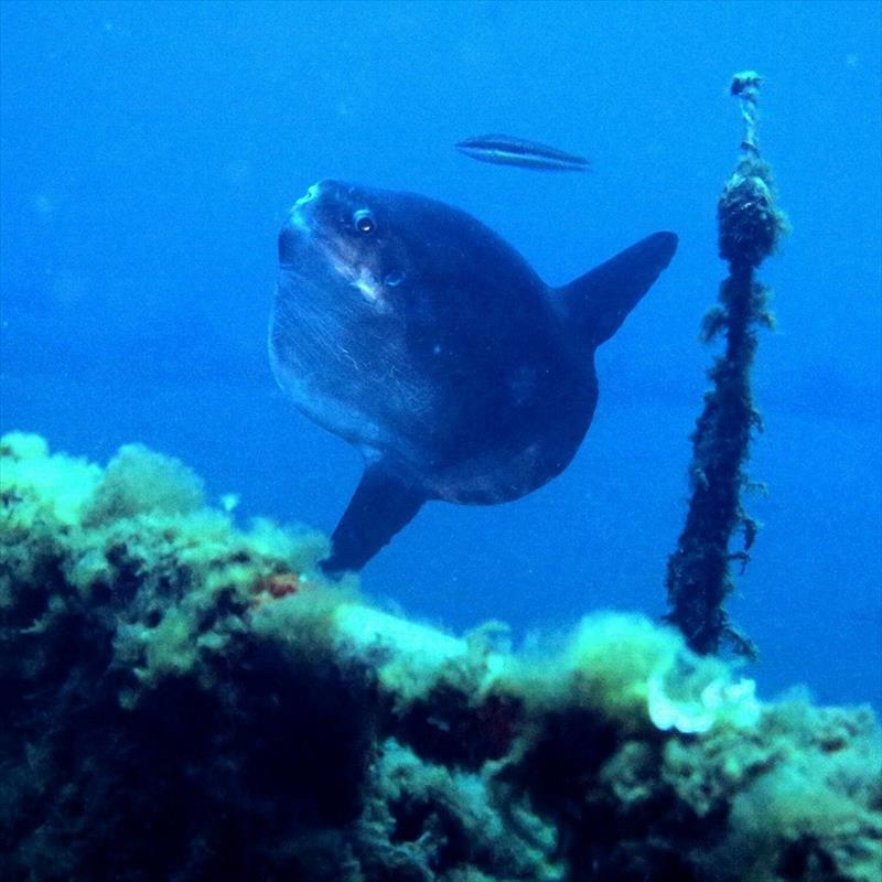 Foto Diving Saralu - immagine 6