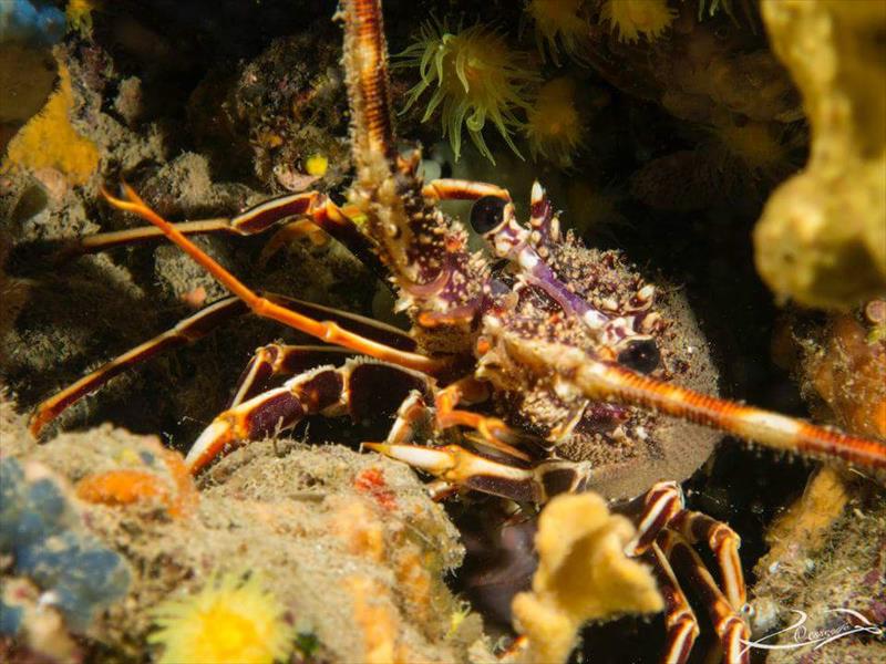 Foto Diving Saralu - immagine 9