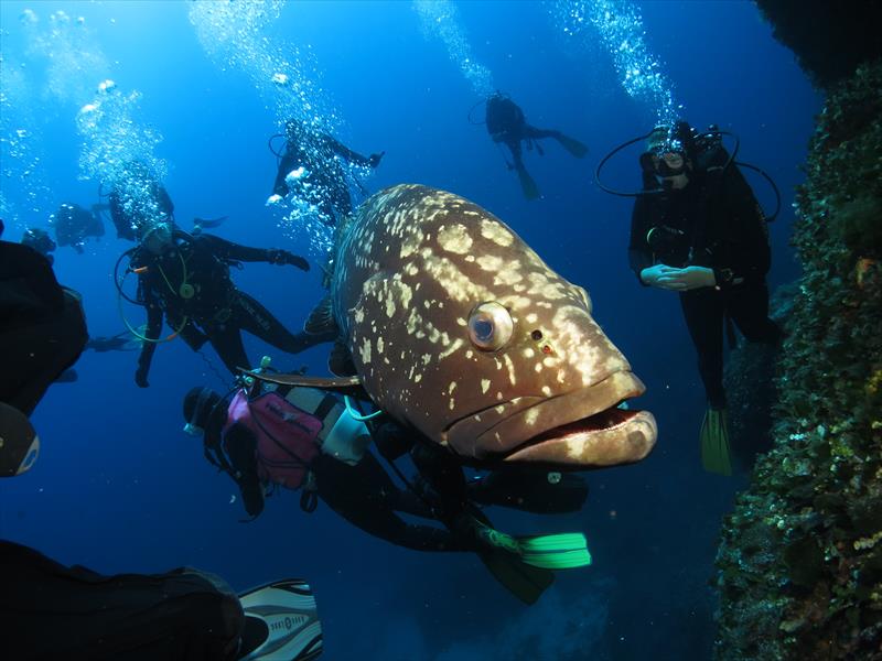 Foto Diving in Elba Procchio - immagine 6