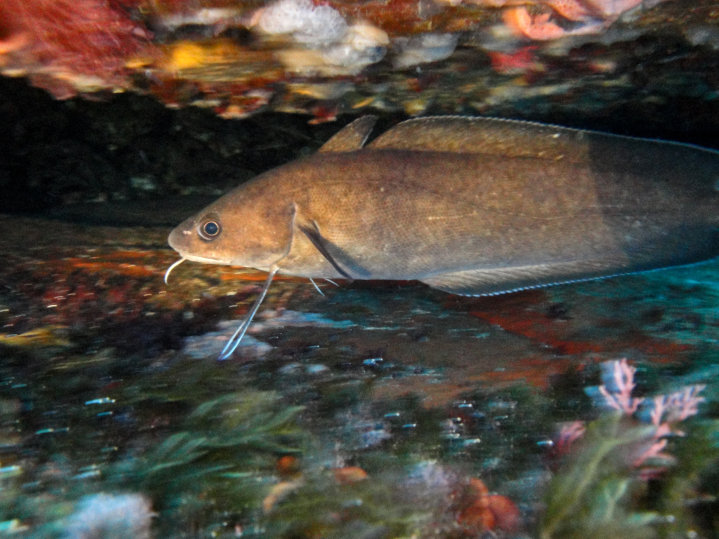 Foto Asinara Scuba Diving  - immagine 4