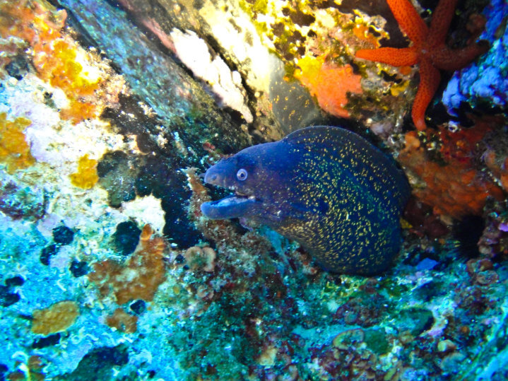 Foto Asinara Scuba Diving  - immagine 5