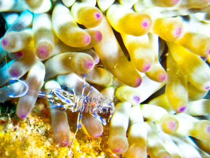 Foto Asinara Scuba Diving  - immagine 6