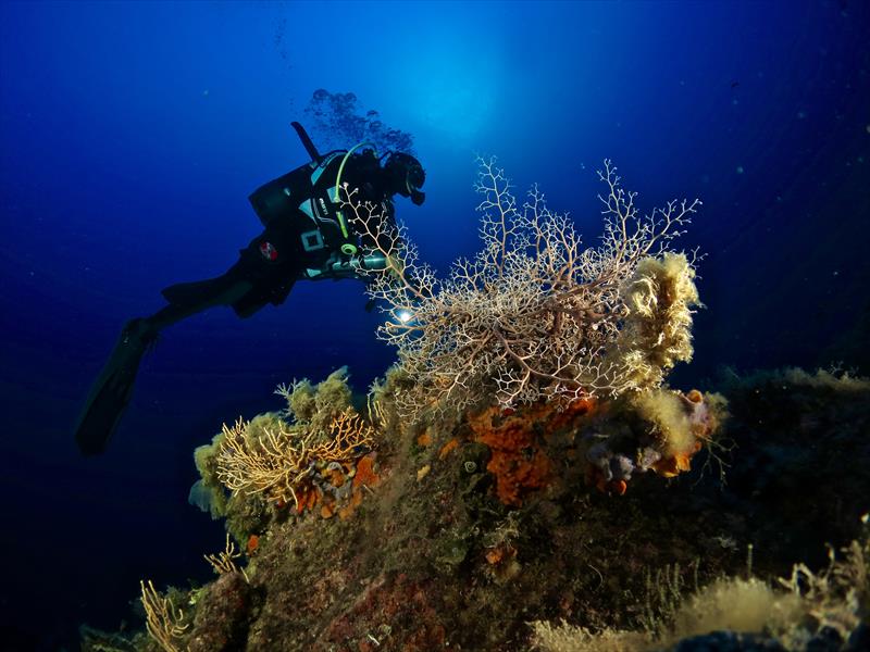 Foto Diving in Elba Procchio - immagine 7