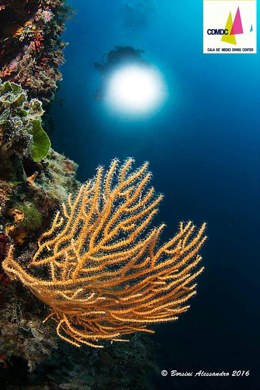 Foto Cala de� Medici Diving Center - immagine 4
