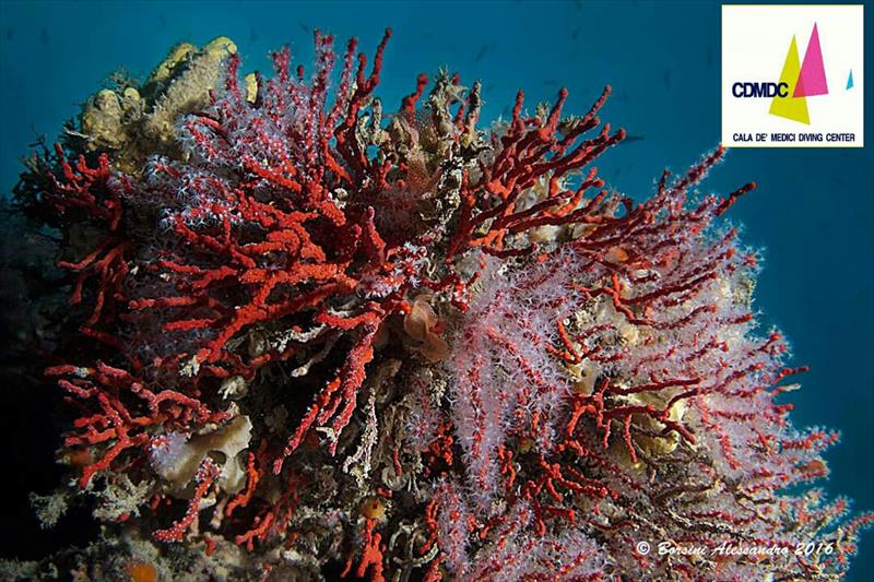 Foto Cala de� Medici Diving Center - immagine 6