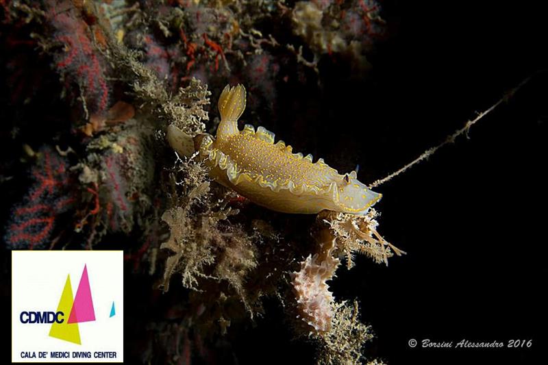 Foto Cala de� Medici Diving Center - immagine 8