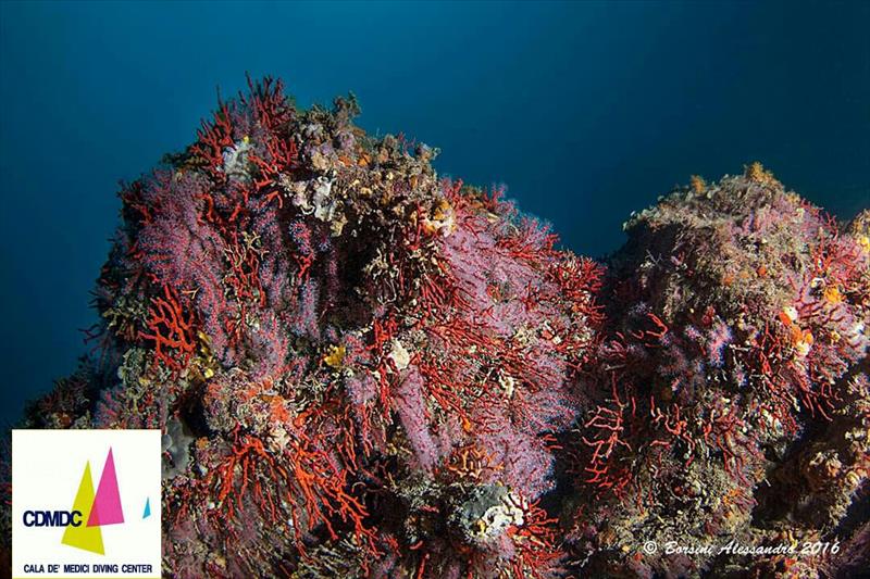 Foto Cala de� Medici Diving Center - immagine 13