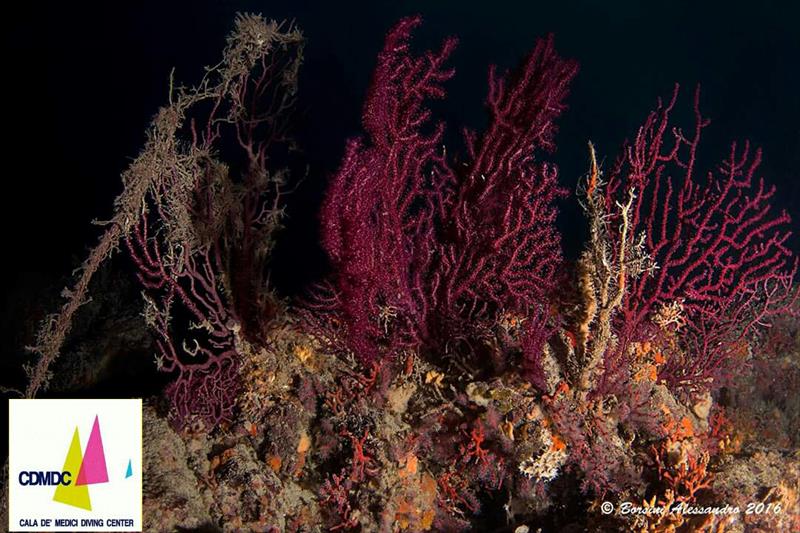 Foto Cala de� Medici Diving Center - immagine 10