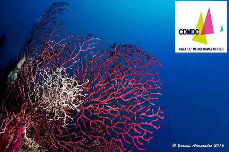 Foto Cala de� Medici Diving Center - immagine 11