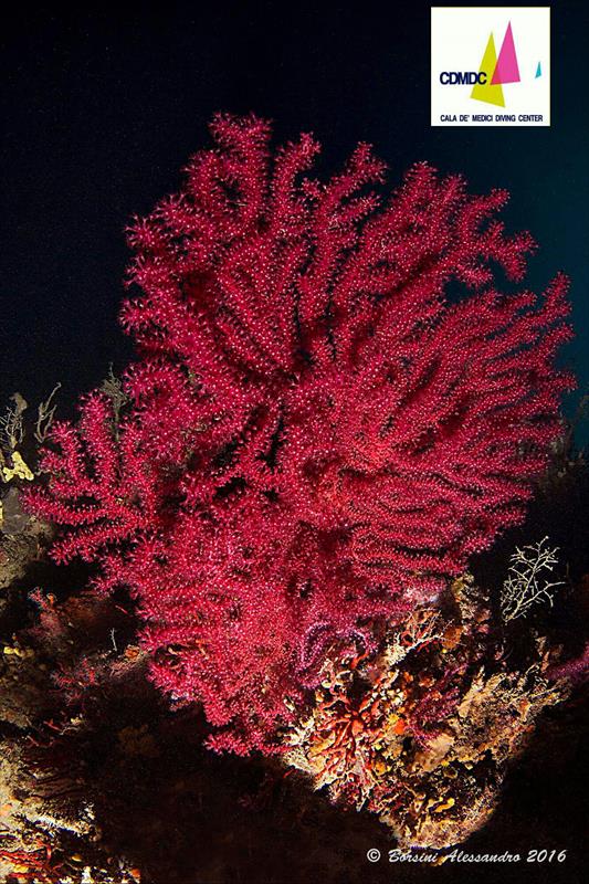 Foto Cala de� Medici Diving Center - immagine 12