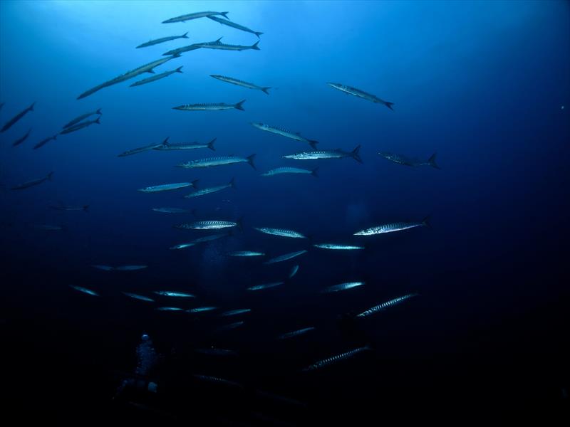 Foto Diving in Elba Procchio - immagine 9