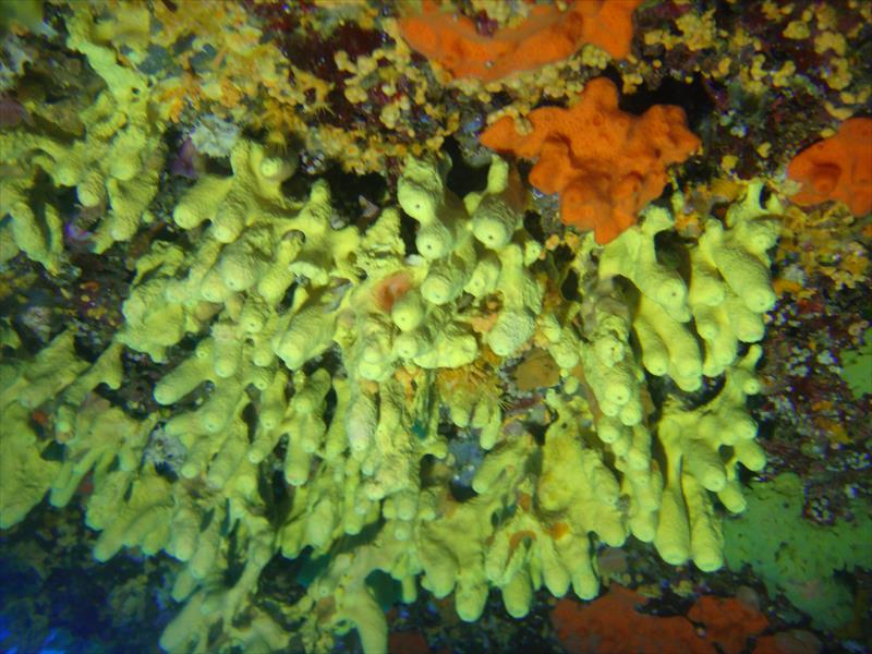 Foto Diving Saralu - immagine 13