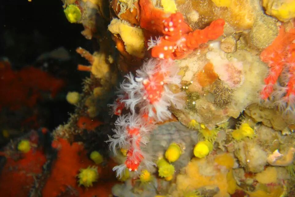 Foto Diving Saralu - immagine 14