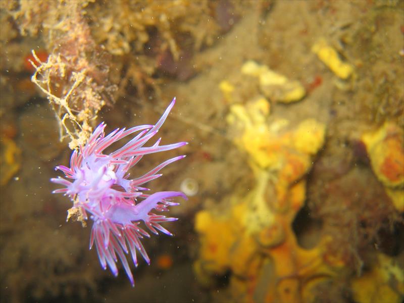Foto Oasi Blu Diving Center - immagine 6