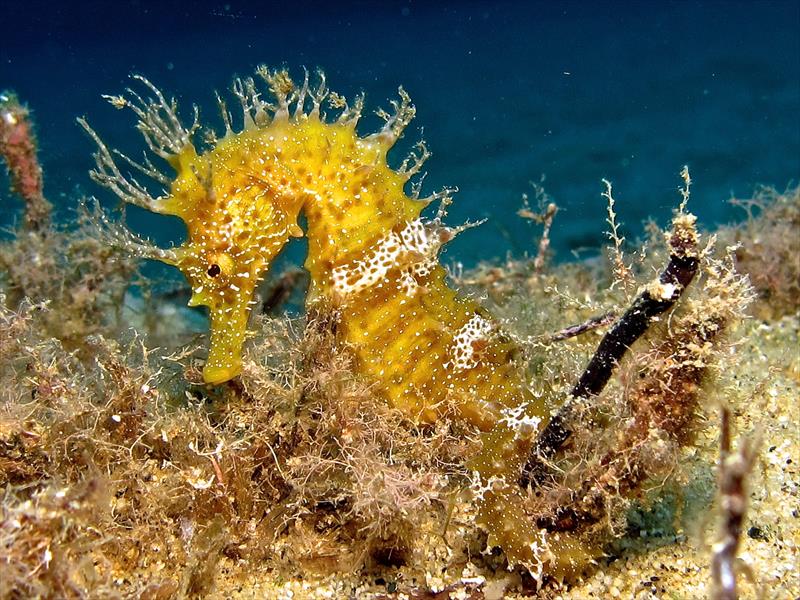 Foto Diving in Elba Procchio - immagine 11